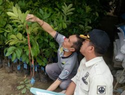 Dinas Kehutanan Provinsi SulBar Sebar Bibit Di 4 Kabupaten Senilai 1,2 Milyar