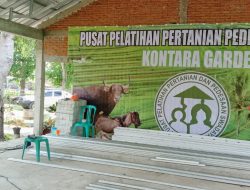 Pastikan Proyek di P4S Kontara Garden Berjalan Sesuai Kontrak, Plt. Kadis Pertanian PolMan Lakukan Peninjauan Pekerjaan