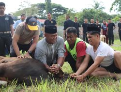 Hari Raya Idul Adha 1445 H, Polres Polman Kurban 4 Sapi dan 4 Ekor Kambing