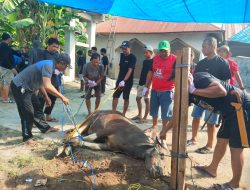 DPW LDII Sulbar sembelih 159 Ekor Sapi dan 18 Ekor Kambing