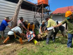 RSUD HJ Andi Depu Sembelih 5 Ekor Sapi Di Hari Raya Idul Adha