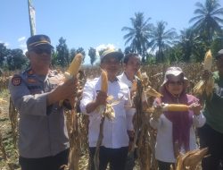 Di Buka Kadis Pertanian Polsek Tapango Bersama PT, Maxxi Agri Indonesia Gelar Panen Jagung Raya di Desa Dakka
