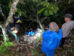 Polsek Wonomulyo dan Polres Polman Evakuasi Mayat di Kebun Coklat Desa Pulliwa