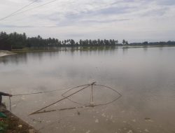 Hari Tani Nasional, Petani Matakali Harapkan Perlindungan Ganti Rugi Gagal Panen Akibat Bencana