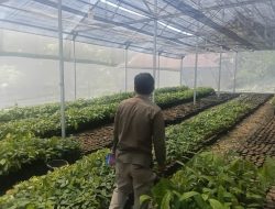 Dukung Peremajaan Kakao dan Ketersediaan Benih di Sulbar, Disbun Identifikasi Kebun Masyarakat di Tiga Kabupaten