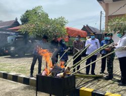 Kejari Polman Gelar Pemusnahan Barang Bukti, Sajam, Ganja Hingga Ribuan Obat Terlarang