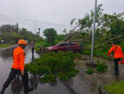 Regu 4 Posko Siaga Darurat BPBD Sulawesi Barat Respons Cepat Tangani Pohon Tumbang di Depan Kantor Dinas Perhubungan Sulbar