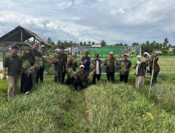 Panen Raya Bawang Merah Jadi Saksi : Kebijakan Pro-Petani Gubernur Suhardi Duka Berhasil di Sulbar
