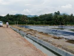 Warga Keluhkan Dugaan Limbah Tambak Udang Vaname di Bambaira, Perusahaan Siap Uji Kualitas Air