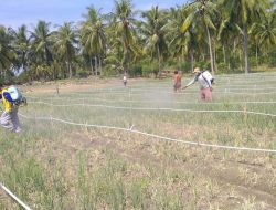 Tanggap Darurat Serangan Ulat Grayak, DTPHP Sulbar Laksanakan Gerdal OPT pada Lahan Bawang Merah di Polman