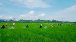Jaga Produksi Tetap Optimal, UPTD BPTPH DTPHP Sulbar Lakukan GERDAL Penggerek Batang Padi Seluas 12 Hektare