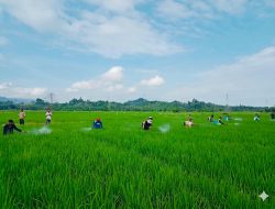 Jaga Produksi Tetap Optimal, UPTD BPTPH DTPHP Sulbar Lakukan GERDAL Penggerek Batang Padi Seluas 12 Hektare