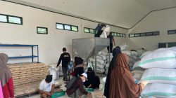 Benih Padi Bermutu Produksi UPTD BBTPH Siap Disalurkan untuk Dukung Ketahanan Pangan 