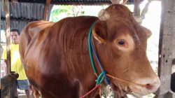Kabupaten Polewali Mandar Kembali Jadi Penyedia Sapi Kurban Banmas Presiden RI