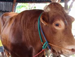 Kabupaten Polewali Mandar Kembali Jadi Penyedia Sapi Kurban Banmas Presiden RI