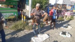 Jelang Idul Adha, Harga Ayam Kampung Tembus 200 Ribu Perekor