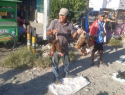 Jelang Idul Adha, Harga Ayam Kampung Tembus 200 Ribu Perekor