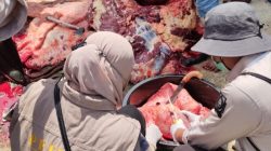 DTPHP Sulbar Intensifkan Pemeriksaan Hewan Kurban Idul Adha 1447 H