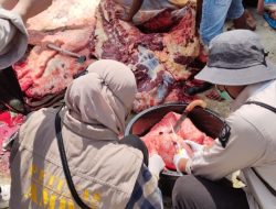 DTPHP Sulbar Intensifkan Pemeriksaan Hewan Kurban Idul Adha 1447 H
